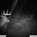 Hanke's Hunts Kansas Game Camera Photo