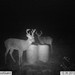 Hanke's Hunts Kansas Game Camera Photo