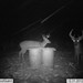 Hanke's Hunts Kansas Game Camera Photo