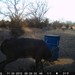 Hanke's Hunts Kansas Game Camera Photo