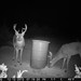 Hanke's Hunts Kansas Game Camera Photo