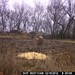 Hanke's Hunts Kansas Game Camera Photo