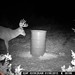 Hanke's Hunts Kansas Game Camera Photo