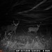 Hanke's Hunts Kansas Game Camera Photo