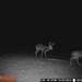 Hanke's Hunts Kansas Game Camera Photo
