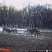 Hanke's Hunts Kansas Game Camera Photo