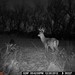 Hanke's Hunts Kansas Game Camera Photo