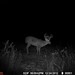 Hanke's Hunts Kansas Game Camera Photo