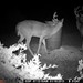 Hanke's Hunts Kansas Game Camera Photo