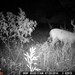 Hanke's Hunts Kansas Game Camera Photo