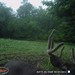 Hanke's Hunts Kansas Game Camera Photo