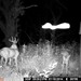 Hanke's Hunts Kansas Game Camera Photo