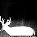 Hanke's Hunts Kansas Game Camera Photo