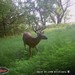 Hanke's Hunts Kansas Game Camera Photo