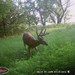 Hanke's Hunts Kansas Game Camera Photo