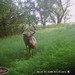 Hanke's Hunts Kansas Game Camera Photo