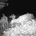 Hanke's Hunts Kansas Game Camera Photo