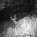 Hanke's Hunts Kansas Game Camera Photo