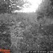 Hanke's Hunts Kansas Game Camera Photo