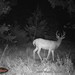 Hanke's Hunts Kansas Game Camera Photo