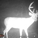 Hanke's Hunts Kansas Game Camera Photo