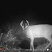 Hanke's Hunts Kansas Game Camera Photo