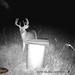 Hanke's Hunts Kansas Game Camera Photo