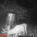 Hanke's Hunts Kansas Game Camera Photo