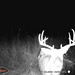 Hanke's Hunts Kansas Game Camera Photo