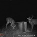 Hanke's Hunts Kansas Game Camera Photo