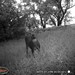 Hanke's Hunts Kansas Game Camera Photo