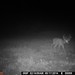 Hanke's Hunts Kansas Game Camera Photo
