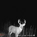 Hanke's Hunts Kansas Game Camera Photo