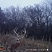 Hanke's Hunts Kansas Game Camera Photo