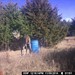 Hanke's Hunts Kansas Game Camera Photo