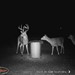 Hanke's Hunts Kansas Game Camera Photo