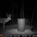 Hanke's Hunts Kansas Game Camera Photo