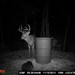 Hanke's Hunts Kansas Game Camera Photo
