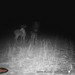Hanke's Hunts Kansas Game Camera Photo