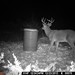 Hanke's Hunts Kansas Game Camera Photo