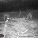 Hanke's Hunts Kansas Game Camera Photo