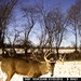 Hanke's Hunts Kansas Game Camera Photo