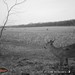 Hanke's Hunts Kansas Game Camera Photo