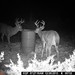 Hanke's Hunts Kansas Game Camera Photo