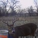Hanke's Hunts Kansas Game Camera Photo