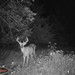 Hanke's Hunts Kansas Game Camera Photo
