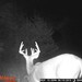 Hanke's Hunts Kansas Game Camera Photo