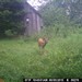 Hanke's Hunts Kansas Game Camera Photo