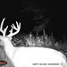 Hanke's Hunts Kansas Game Camera Photo