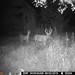 Hanke's Hunts Kansas Game Camera Photo